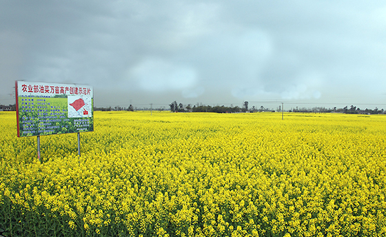 廣漢油菜種植示范區(qū).jpg