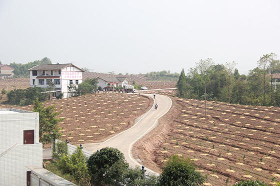 3　廣安市前鋒區(qū)黃鋒村產(chǎn)業(yè)發(fā)展初具規(guī)模  周淼葭攝.JPG