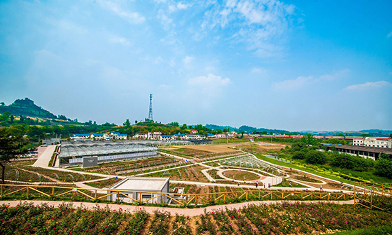 1546195683521536.jpg 資中縣銀山鎮(zhèn)農(nóng)業(yè)基地.jpg