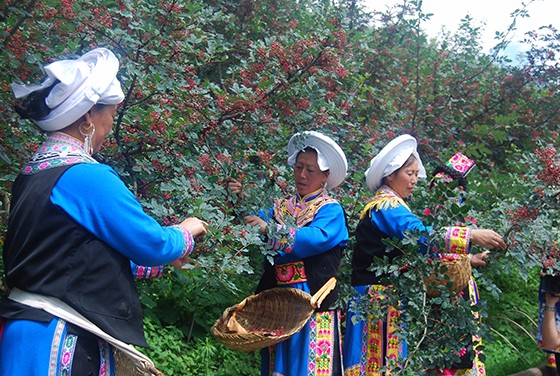 花椒采收 (11).JPG