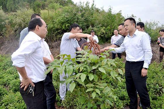 劍閣縣縣長張世忠調(diào)研果藥套種產(chǎn)業(yè).JPG
