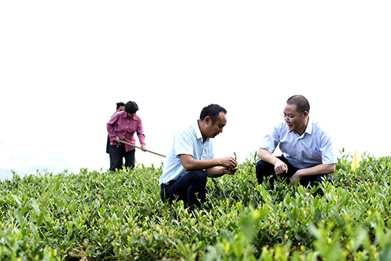 達(dá)州農(nóng)商銀行支持的某茶場(chǎng)——鐘新強(qiáng) (攝影).jpg