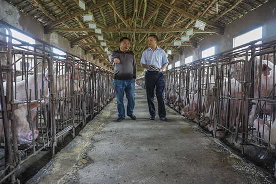達(dá)州農(nóng)商銀行支持的某養(yǎng)豬大戶—— 唐富雄（攝影）.jpg
