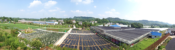 農(nóng)商銀行支持現(xiàn)代農(nóng)業(yè)基地發(fā)展——《蔬菜大棚的春天》 唐富雄攝.jpg