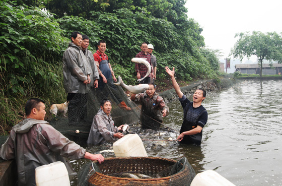 四川瀘州市龍馬潭區(qū)大力發(fā)展特色養(yǎng)殖業(yè)。圖為該區(qū)雙加鎮(zhèn)新漁村的大春生態(tài)漁業(yè)專(zhuān)業(yè)合作社社員在捕撈鮮魚(yú)，以訂單的方式銷(xiāo)往外地。劉傳福 攝.jpg