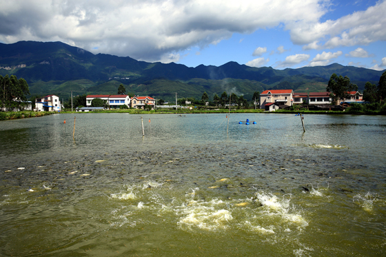 四川省華鎣市積極發(fā)展特色水產(chǎn)生態(tài)養(yǎng)殖業(yè)。目前，特色水產(chǎn)品實(shí)現(xiàn)放養(yǎng)面積近2000畝，特色水產(chǎn)品年均產(chǎn)量達(dá)300噸，產(chǎn)值2000多萬(wàn)元。  邱海鷹 攝.jpg