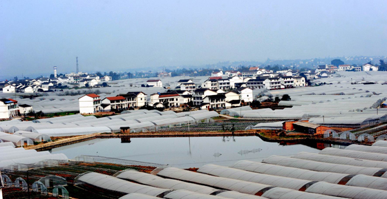 四川廣安觀塘現(xiàn)代農(nóng)業(yè)園區(qū)銷往重慶的蔬菜占外銷蔬菜的80% ，圖為園區(qū)一角。 張啟富 攝.jpg