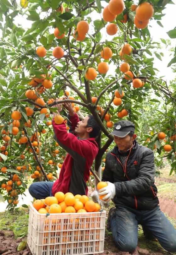 果農(nóng)在產(chǎn)業(yè)扶貧基地采摘血橙.JPG