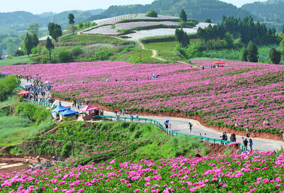 返鄉(xiāng)創(chuàng)業(yè)者讓遠(yuǎn)離金堂縣城50公里外的荒坡變成花海.jpg