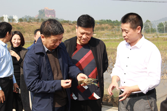 四川省社會(huì)科學(xué)院研究員、原副院長郭曉鳴（右三），四川省縣域經(jīng)濟(jì)學(xué)會(huì)副會(huì)長兼秘書長楊彪（右二）考察榮縣稻蝦種養(yǎng).JPG