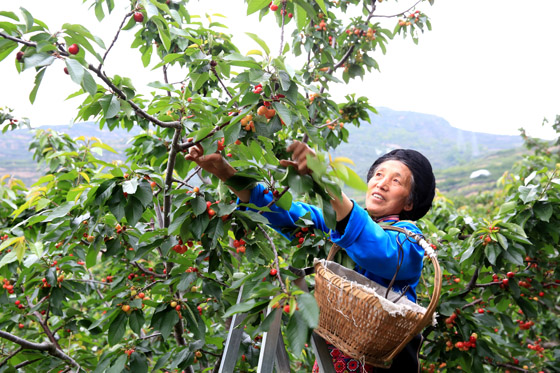 村民正在采摘甜櫻桃.JPG