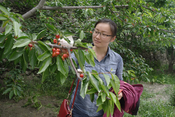 四川農(nóng)業(yè)大學(xué)博士劉丹考察汶川甜櫻桃長(zhǎng)勢(shì)情況1.JPG