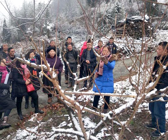 汶川縣農(nóng)牧局組織果樹(shù)冬管培訓(xùn)  .JPG