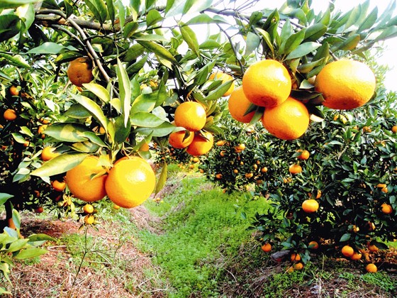 金堂廣興雜柑.JPG