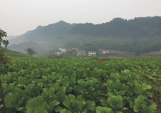 4 咸菜種植基地.jpg