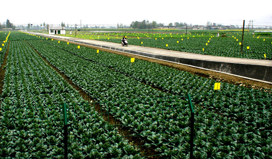 四川彭州市蔬菜標(biāo)準(zhǔn)種植基地.jpg