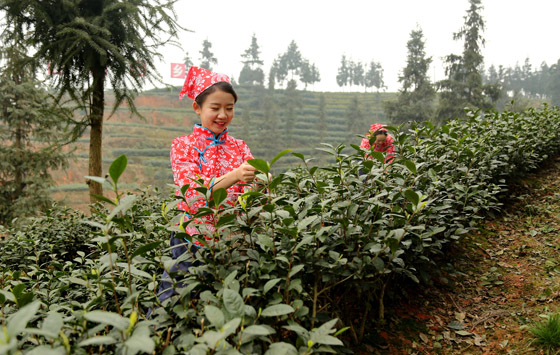 四川瀘州納溪區(qū)護(hù)國(guó)鎮(zhèn)梅嶺村“納早1號(hào)”茶葉基地，采茶姑娘在采摘特早茶新芽 楊濤 攝.jpg