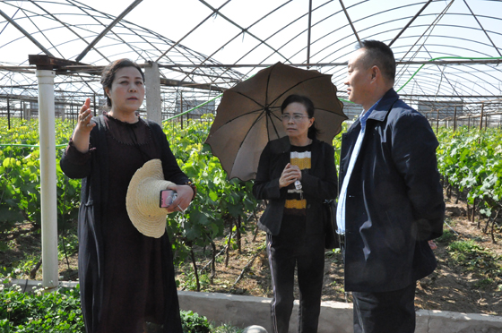西昌通生農(nóng)業(yè)公司負(fù)責(zé)人劉邦鳳（左）、西昌農(nóng)業(yè)農(nóng)村局高級(jí)農(nóng)藝師張颯（中）向記者介紹西昌葡萄產(chǎn)業(yè)發(fā)展情況  潘興揚(yáng) 攝 .JPG