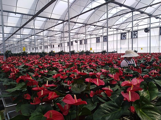 西昌天喜農(nóng)業(yè)公司鮮花基地一角  盧錦根 攝.jpg