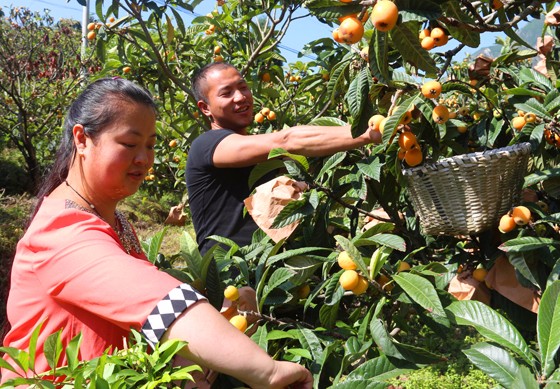 茂縣農(nóng)戶采摘枇杷.JPG