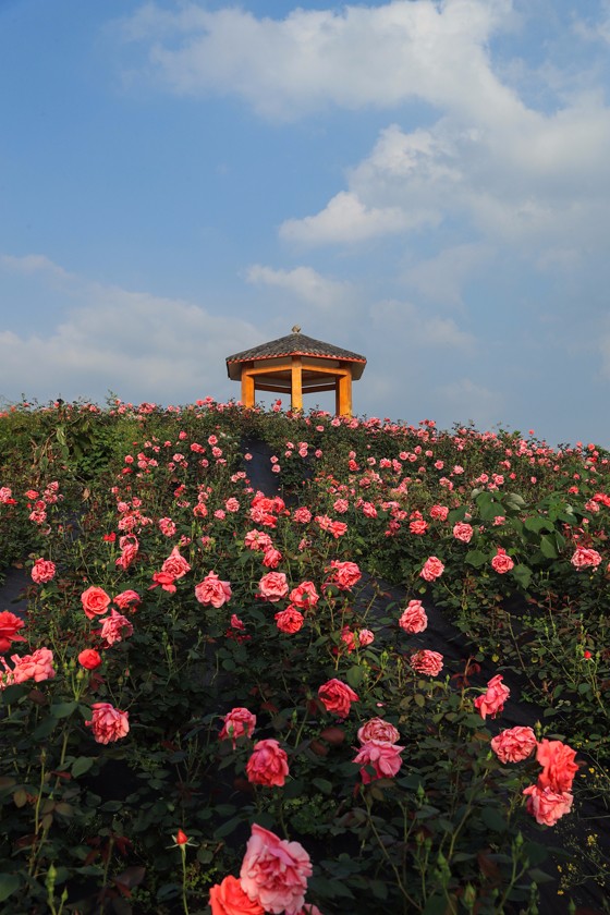 畫里鄉(xiāng)村 玫瑰有約[4].JPG
