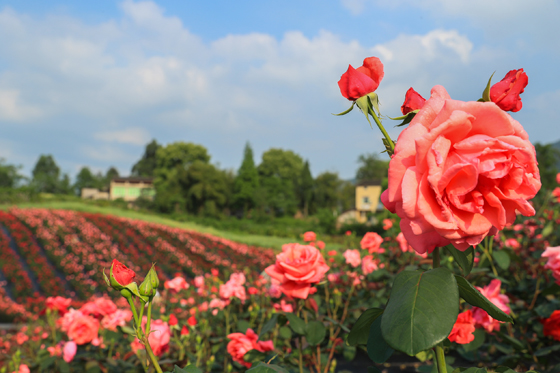 畫里鄉(xiāng)村 玫瑰有約[5].JPG