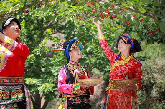 四川阿壩州理縣蘋(píng)果、甜櫻桃通過(guò)互聯(lián)網(wǎng)電商平臺(tái)銷(xiāo)往全國(guó)各地。圖為理縣農(nóng)戶(hù)采摘鮮果 (1).JPG