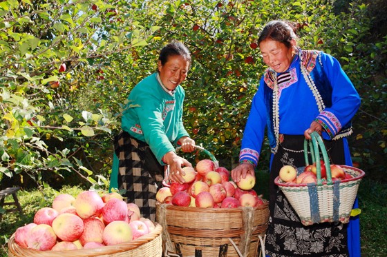 四川阿壩州理縣蘋(píng)果、甜櫻桃通過(guò)互聯(lián)網(wǎng)電商平臺(tái)銷(xiāo)往全國(guó)各地。圖為理縣農(nóng)戶(hù)采摘鮮果 (2).JPG