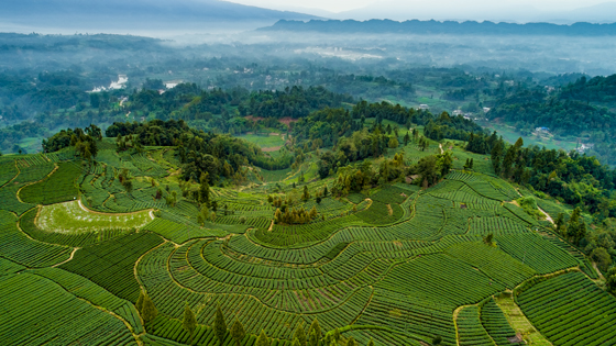 雨城區(qū)生態(tài)茶園  雨城區(qū)委宣傳部供圖.jpg
