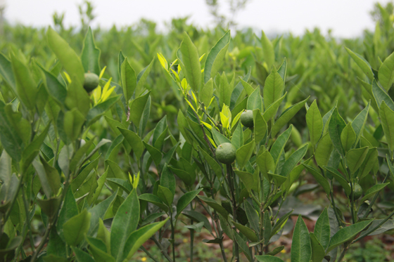 萬畝優(yōu)質雜交柑桔示范園的果樹已經開始掛果.JPG