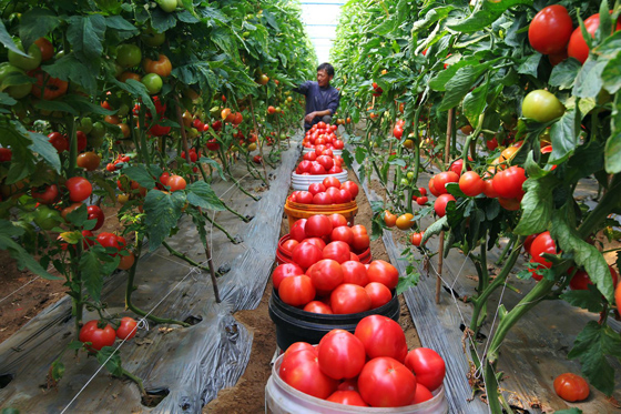 米易縣撒蓮鎮(zhèn)平陽(yáng)村村民正在采摘西紅柿.jpg