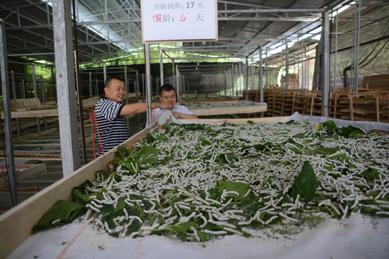 中江蠶桑產(chǎn)業(yè)發(fā)展迅速，不少農(nóng)家靠養(yǎng)蠶增收致富  車文斌 攝.JPG