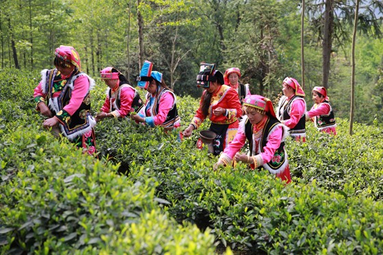 四川省北川縣發(fā)展精品茶葉幫助農(nóng)民增收致富.JPG