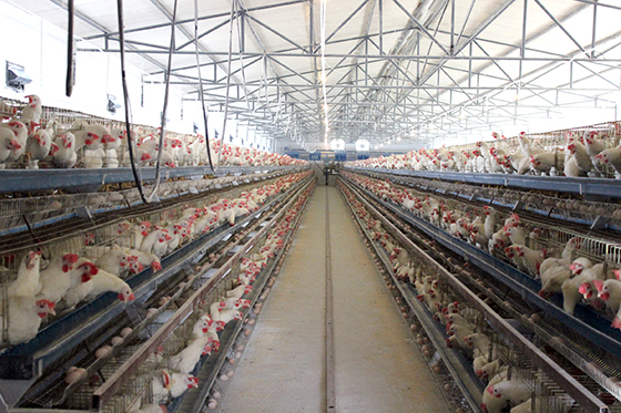 4  四川省渠縣萬邦十萬只蛋雞養(yǎng)殖場一景.JPG