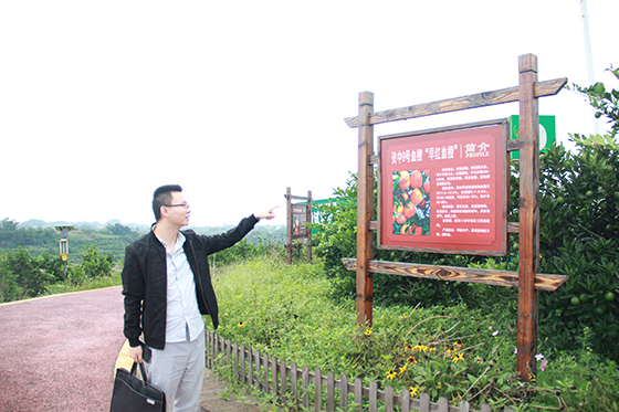 資中縣農(nóng)業(yè)農(nóng)村局工作人員介紹血橙種植基地情況.JPG