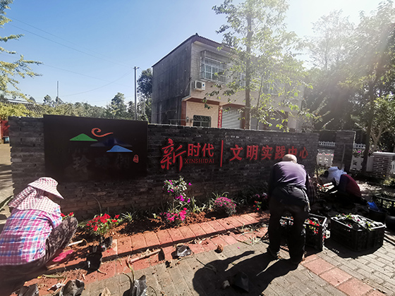 珍珠村村民栽種花卉  周淼葭 攝.jpg