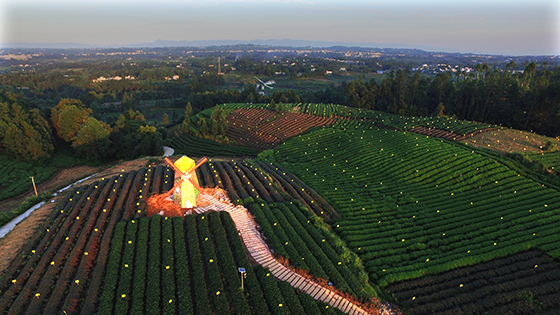 鄉(xiāng)村振興，農(nóng)村美景變文旅景觀。圖為四川雅安市名區(qū)區(qū)生態(tài)茶園.JPG