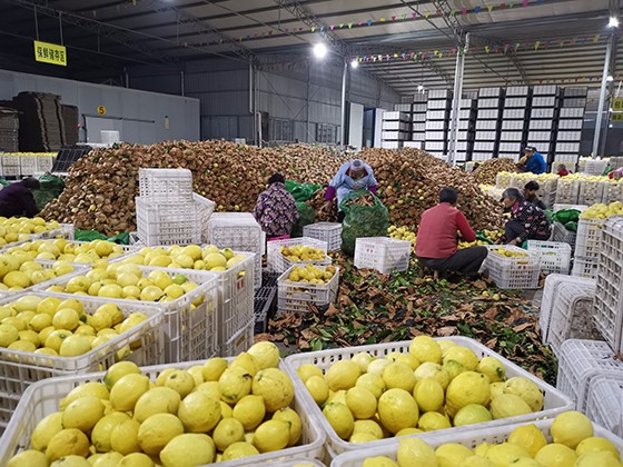 渠縣農(nóng)業(yè)產(chǎn)業(yè)化龍頭企業(yè)——亞博檸檬基地車間內(nèi)，工人們正在分裝豐產(chǎn)的檸檬果  周淼葭攝.jpg
