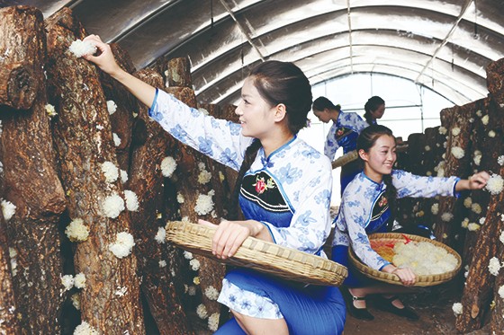 “通江銀耳”先后榮膺國(guó)家地理標(biāo)志產(chǎn)品、中國(guó)馳名商標(biāo)，入選“四川十大特產(chǎn)”和 “天府七珍”（通江縣委宣傳部供圖）.JPG