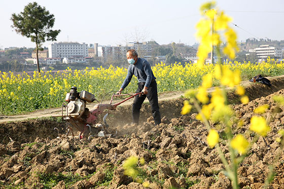 四川省內(nèi)江市東興區(qū)富溪鎮(zhèn)太平壩村戴著口罩的村民忙備耕  蘭自濤 攝.jpg