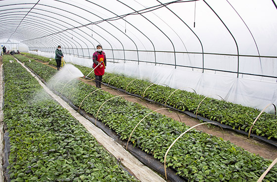 疫情期間備春耕。四川省廣安市廣安區(qū)大龍鎮(zhèn)自力村菜農(nóng)在育苗大棚給苗床澆水張國盛&nbsp;&nbsp;游宗安&nbsp;&nbsp;攝。.jpg