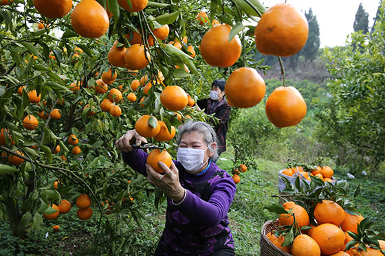 四川省內(nèi)江市東興區(qū)果農(nóng)防疫期間搶抓柑橘采摘  蘭自濤 攝.jpg