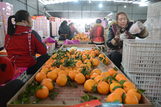工人們正在將眉山春橘裝箱發(fā)往全國各地.JPG