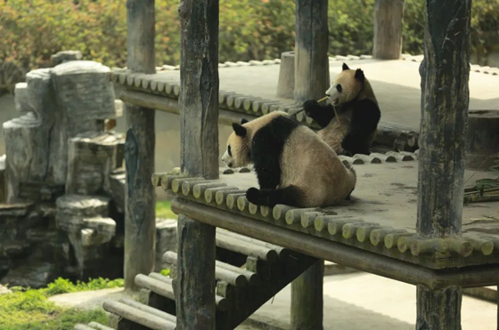 憨態(tài)可掬的大熊貓 (2).jpg