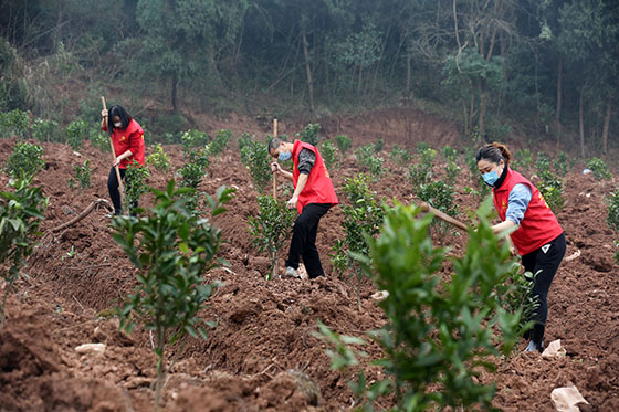 四川省內(nèi)江市東興區(qū)田家鎮(zhèn)經(jīng)藏村，“服務(wù)疫情防控 助力脫貧攻堅(jiān)”主題黨日活動(dòng),黨員服務(wù)隊(duì)幫助村民栽種優(yōu)質(zhì)柑橘樹苗  蘭自濤 攝.jpg