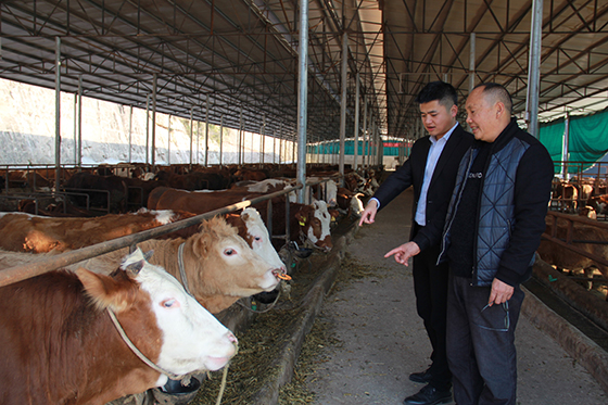 開江聯(lián)社業(yè)務(wù)部客戶經(jīng)理熊浪（左）到生茂源公司標(biāo)準(zhǔn)化養(yǎng)牛場(chǎng)了解其生產(chǎn)情況  周淼葭 攝.JPG