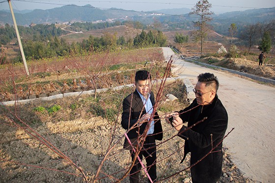 開江縣生茂源公司董事長陸倫生向記者介紹桃樹種植情況  周淼葭攝.JPG
