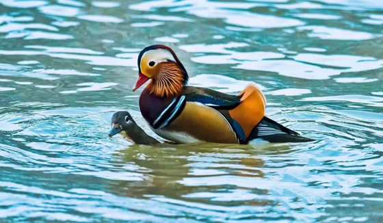 1586421079967116.jpg 青衣江鳥類活動.jpg