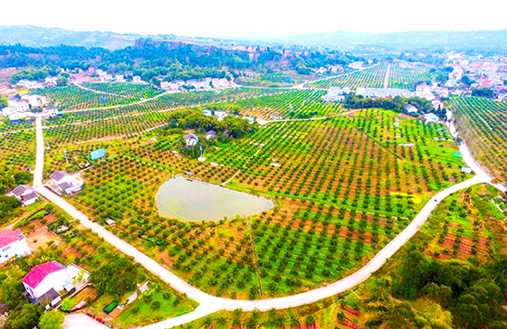 四川省廣安市廣安區(qū)崇望鄉(xiāng)龍安柚產(chǎn)業(yè)園區(qū)一角 張國盛 攝.jpg