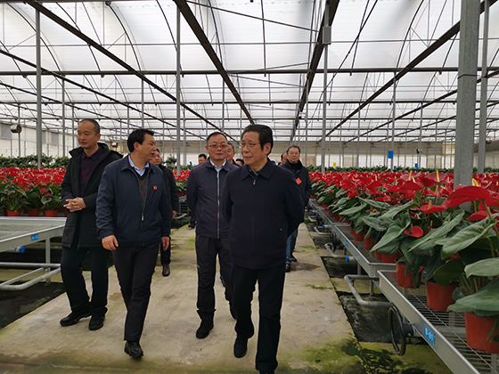 四川省縣域經(jīng)濟(jì)學(xué)會會長張成明（前排右一）考察西昌天喜農(nóng)業(yè)花卉基地 周淼葭 攝.jpg